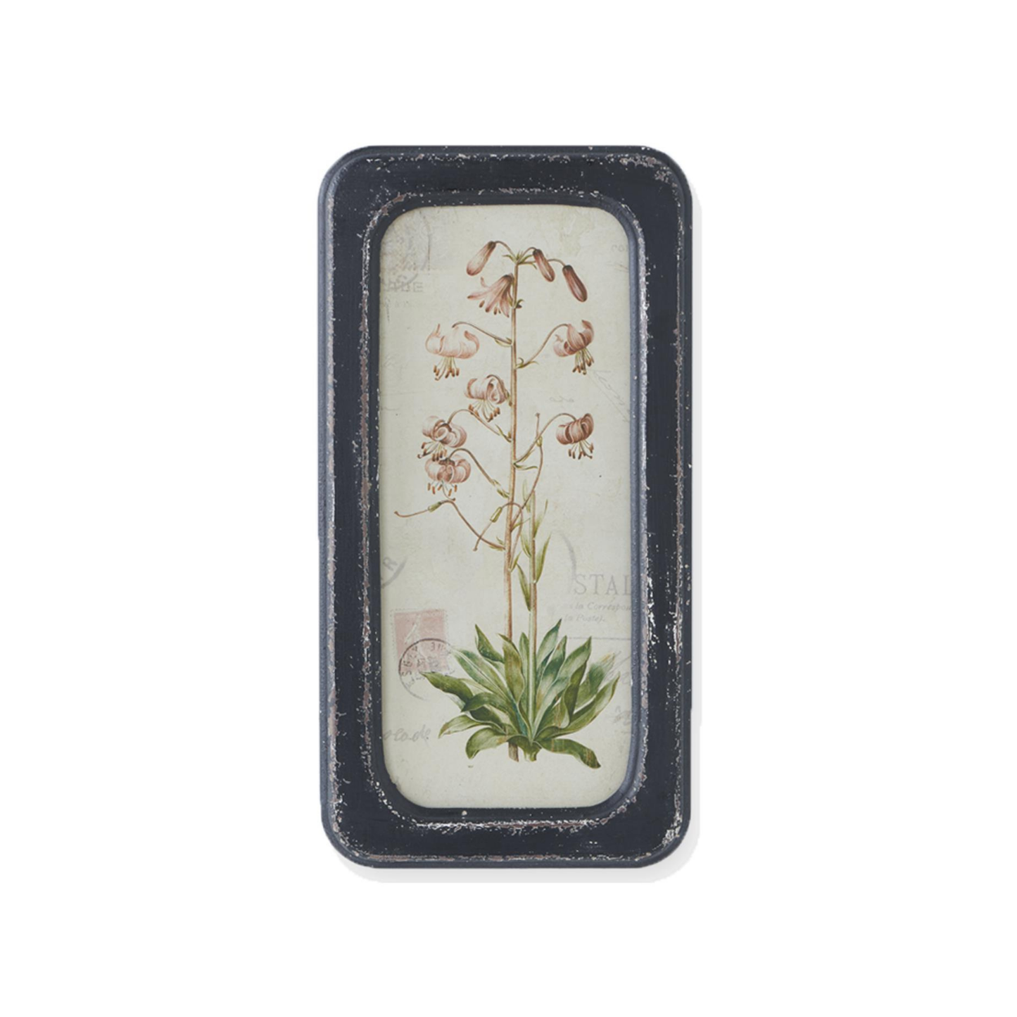 Framed Botanical Art Print