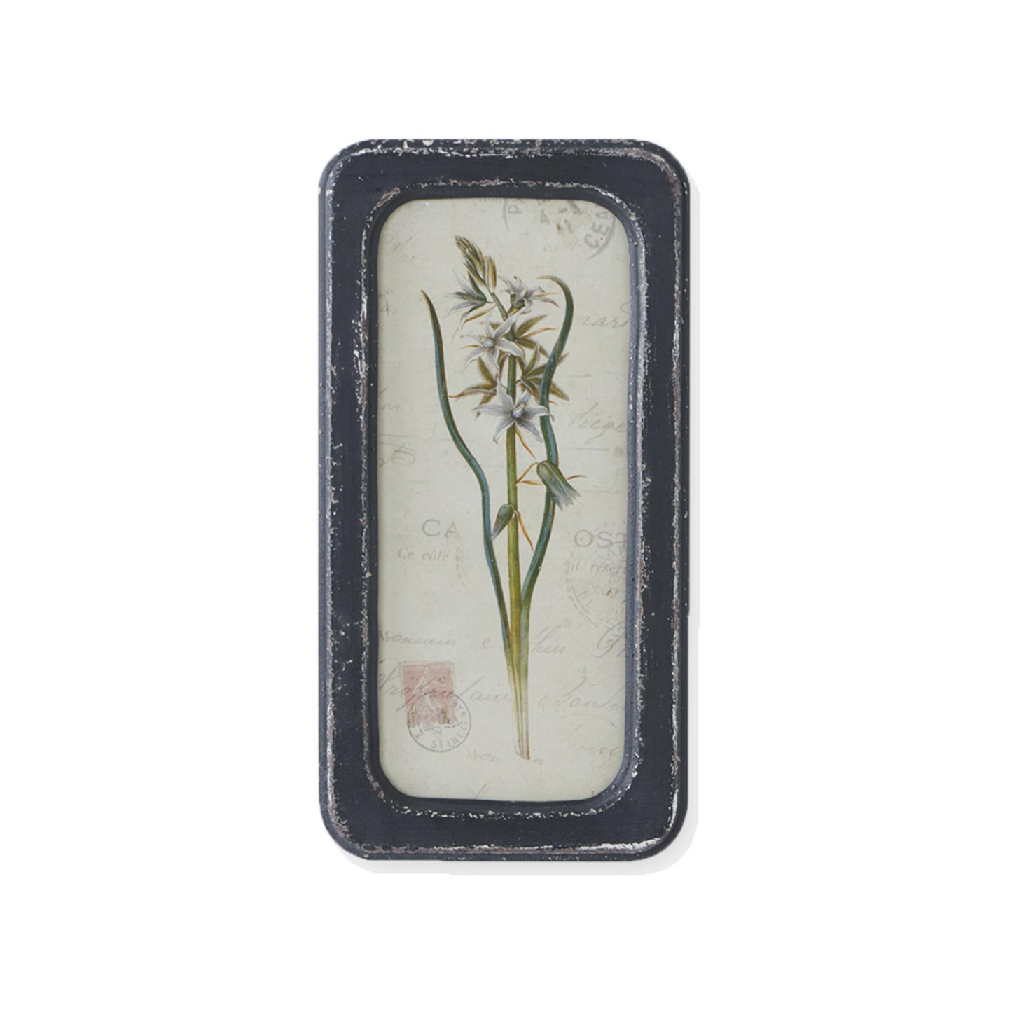 Framed Botanical Art Print