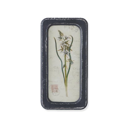 Framed Botanical Art Print