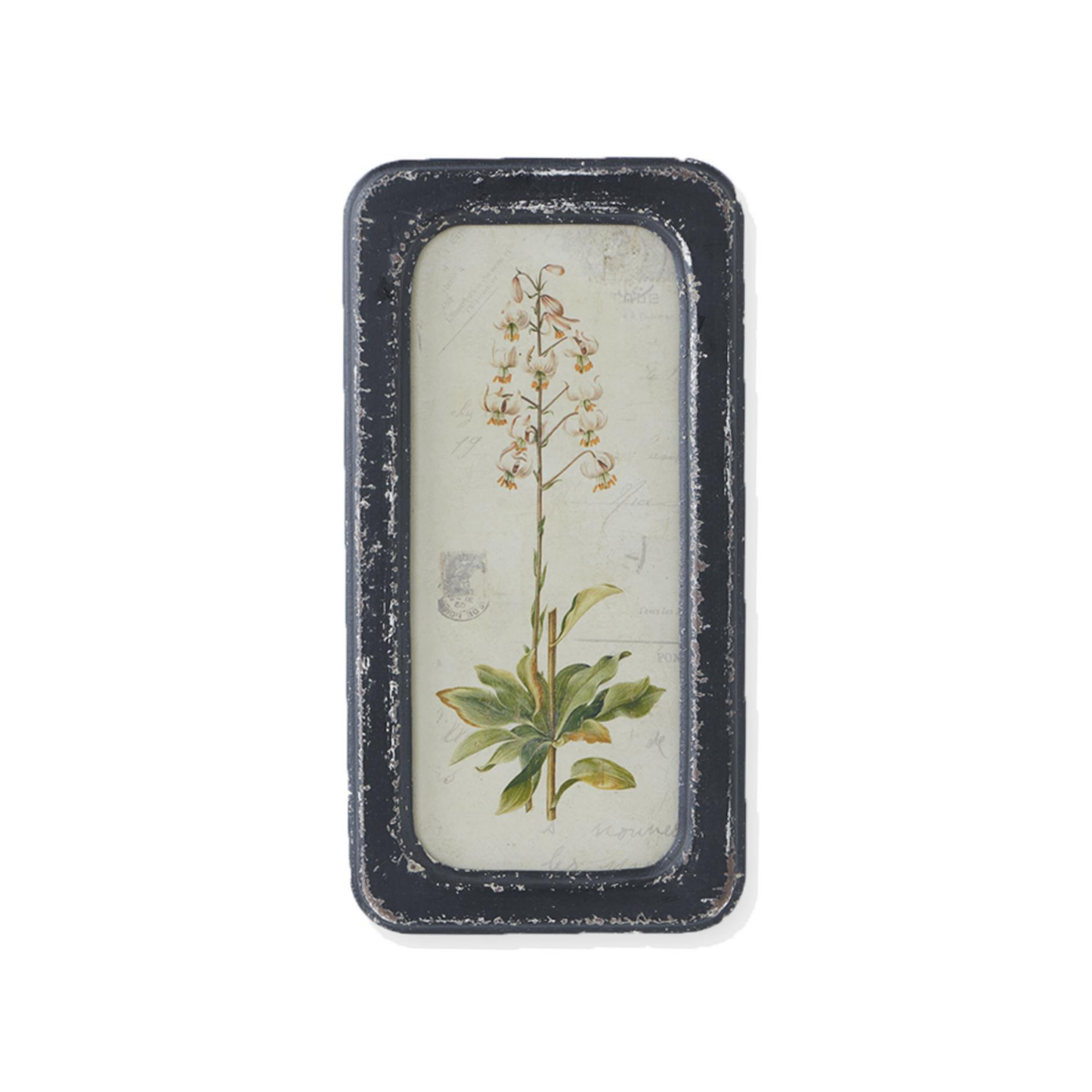 Framed Botanical Art Print