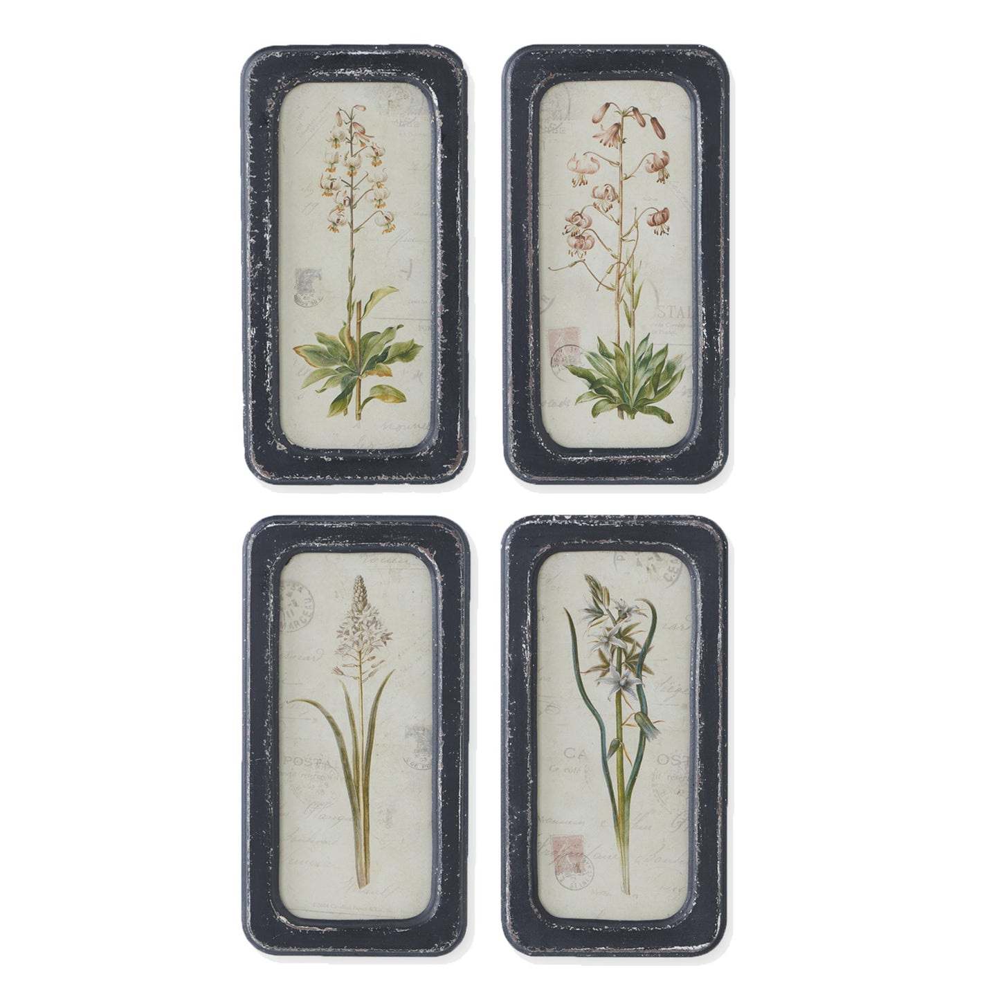 Framed Botanical Art Print