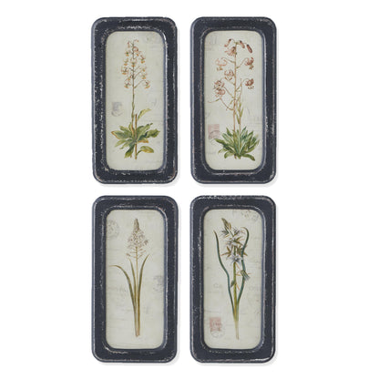 Framed Botanical Art Print