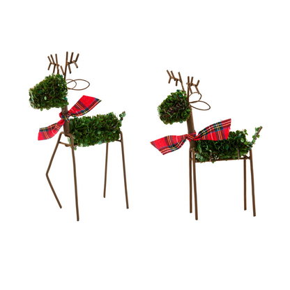 Boxwood Reindeer