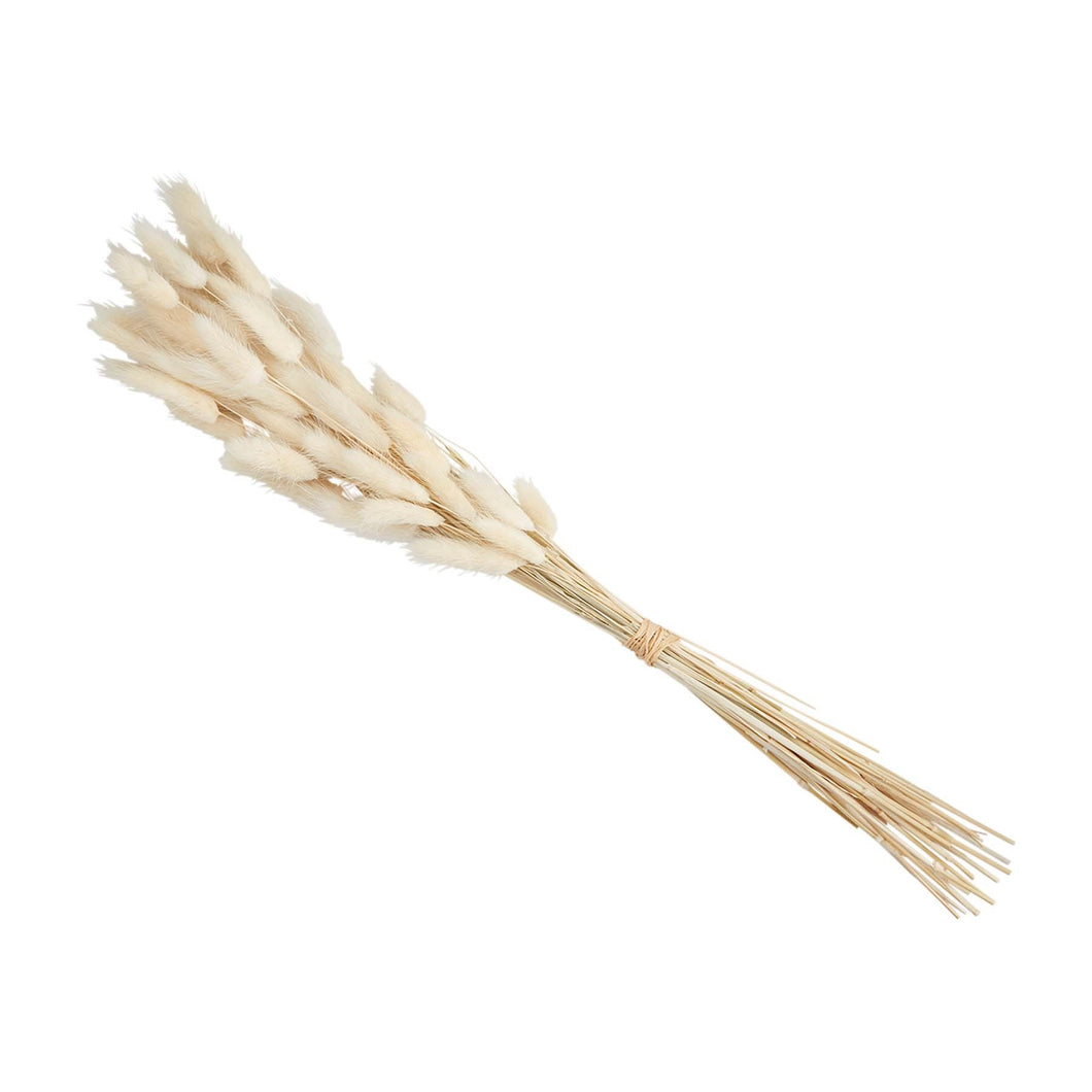 Lagrus Grass Stem Bundle